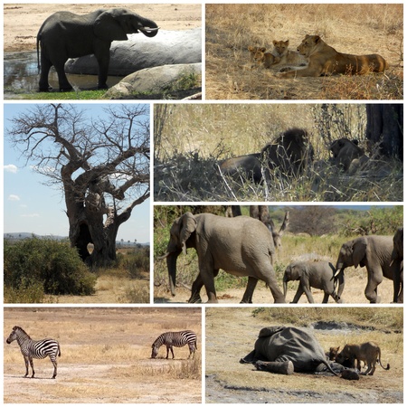 Images from savanna - Tanzania - Africaの写真素材