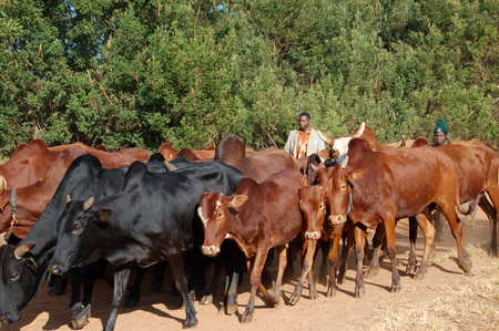 Men and children carry the cows grazing the plateau of the Village Pomerini in Tanzaniaのeditorial素材