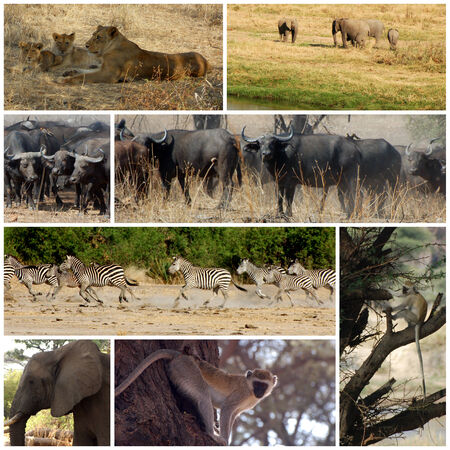 Images from savannah - Tanzania - Africaの写真素材