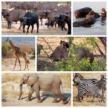 One day of safari in Ruaha National Park - Tanzania - Africaの写真素材