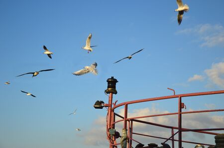 Flight of seagulls over a vessel - Seagulls flying over a vessel attracted by fishの写真素材