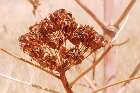 The summer flora and fauna of the Murgia - Basilicata - Italyの写真素材