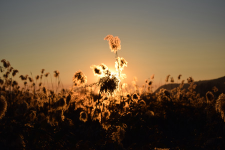 A dense reed illuminated by the sunset in the bogs of Lake Iseo - Brescia - Lombardy - Italyの写真素材