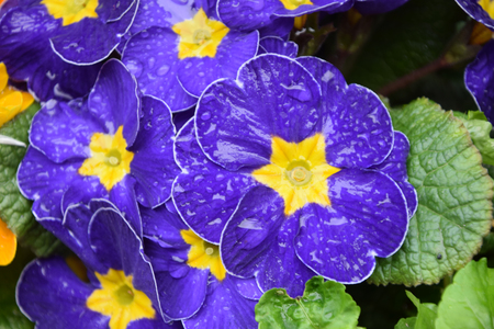Spring has come and primroses bloom in the first warm spring 019