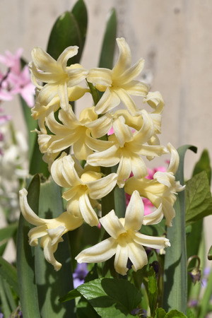 At the first warm rays of spring colorful hyacinths bloomの写真素材