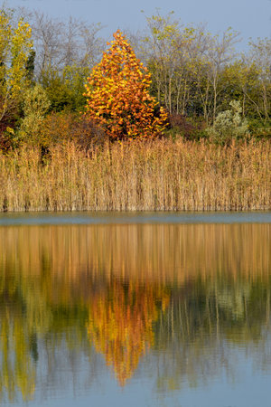 A healthy walk among the autumn colors of the pea bog ponds of Lake Iseo, Brescia, Italyの写真素材