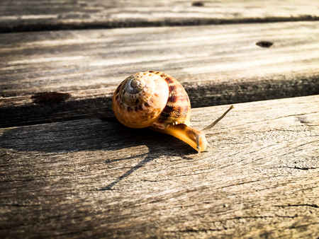 snail sneaking on a wood plankの写真素材