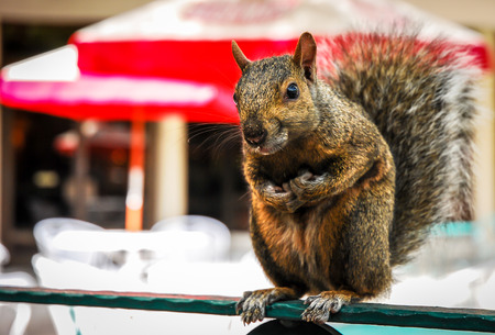 close up of a squirrelの写真素材