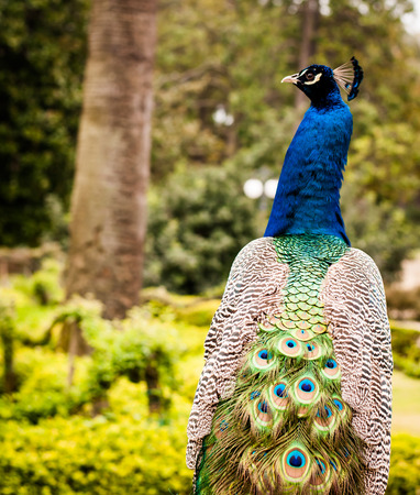 close up of a peacock in the park of arenzano italy genoaの写真素材