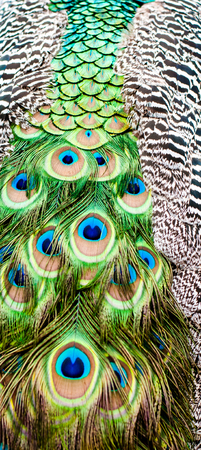 close up of a peacock's tail coloredの写真素材