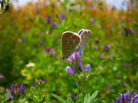  Karner blue butterflyの写真素材