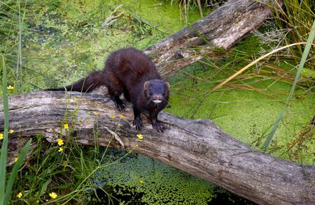 Mink crossing log