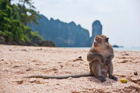 Alone Monkey on a beach in Thailand