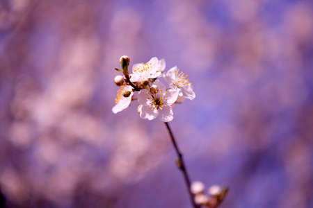 Fruit tree flowers, spring white flowers
