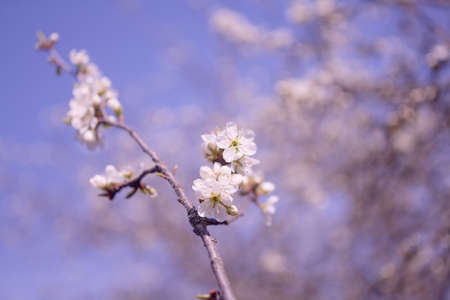 Spring flowers of fruitful trees, beautiful photos with light airy flowers, full-bodied photos of flowersの写真素材