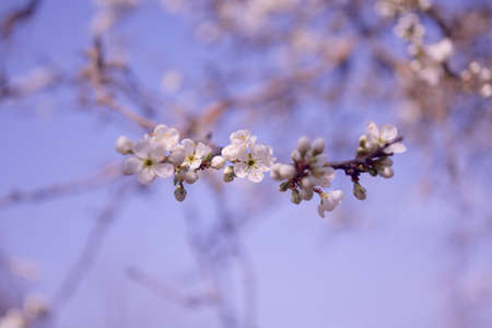 Spring flowers of fruitful trees, beautiful photos with light airy flowers, full-bodied photos of...