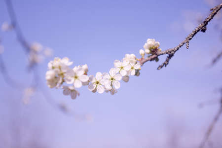 Spring flowers of fruitful trees, beautiful photos with light airy flowers, full-bodied photos of flowersの写真素材