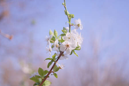 Spring flowers of fruitful trees, beautiful photos with light airy flowers, full-bodied photos of...