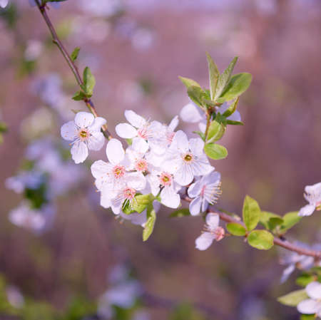 Spring flowers of fruitful trees, beautiful photos with light airy flowers, full-bodied photos of flowersの写真素材