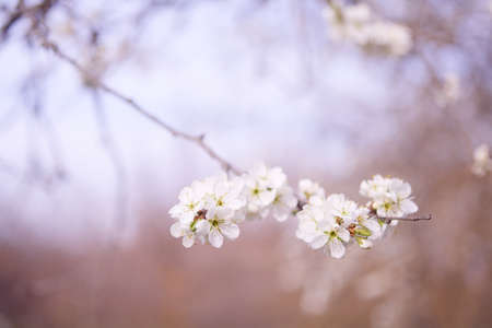 Designer photos of spring flowers, flowers of fruit trees