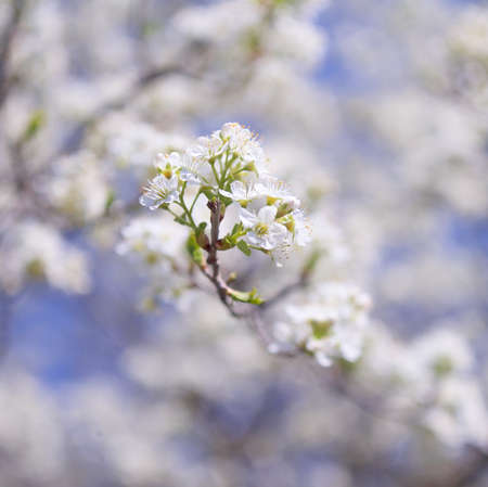 Spring flowers of fruitful trees, beautiful photos with light airy flowers, full-bodied photos of...