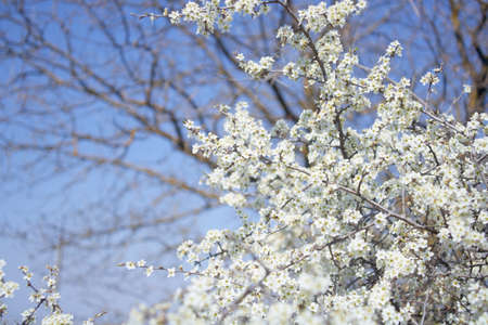 Spring flowers of fruitful trees, beautiful photos with light airy flowers, full-bodied photos of flowersの写真素材