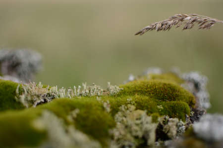 Moss in it's nature closeup photoの写真素材