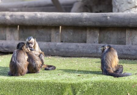 covid-19 monkeys representing social distance before the pandemic on the left and social distance during the pandemic on the right of the imageの写真素材