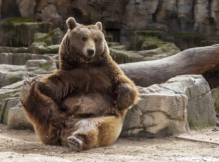 brown bear doing stretching with a pawの写真素材