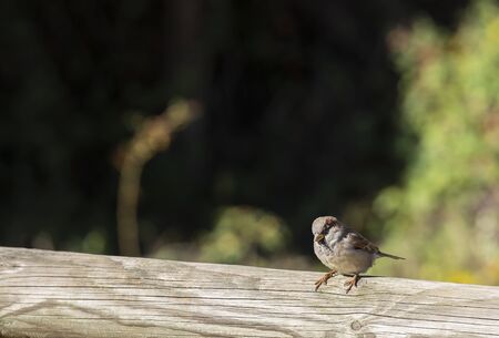 sparrow bird perched on old wooden log in the middle of the parkの写真素材