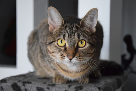 Portrait of a beautiful tabby cat with yellow eyes on a gray background