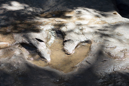 Detail of dinosaur tracks in thailand dinosaur, footprints, footprintの写真素材