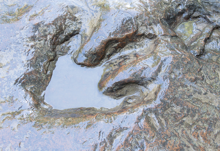 Detail of dinosaur tracks in thailand dinosaur, footprints, footprintの写真素材