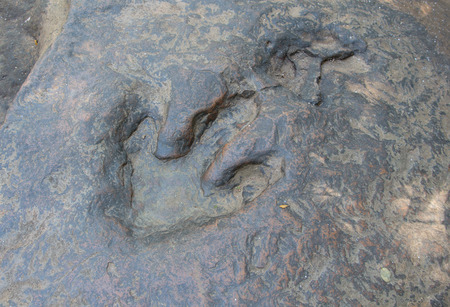 Detail of dinosaur tracks in thailand dinosaur, footprints, footprintの写真素材