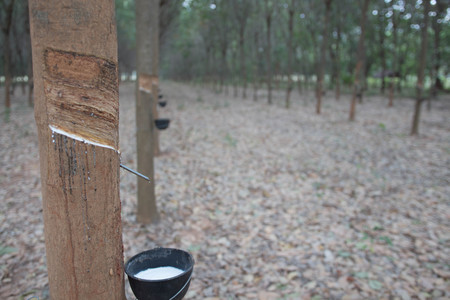 The rubber that come out from tree call Hevea Brasiliensisの写真素材