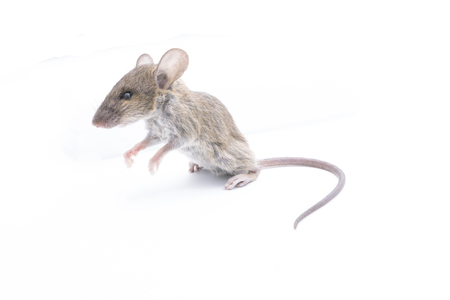 Rat isolated on a white background.の写真素材