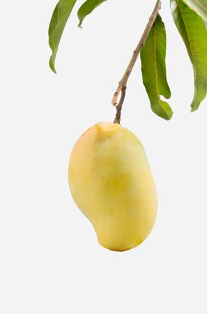 ripe golden mangoes on white background,Rad mangoの写真素材