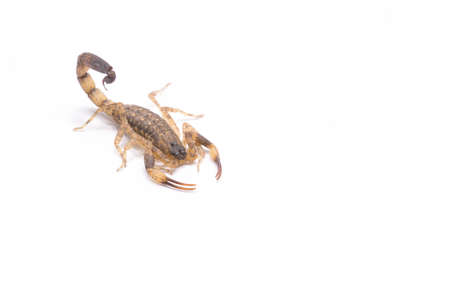 Brown scorpion isolate on white backgroundの写真素材