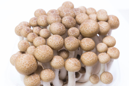Brown beech mushrooms ( Buna Shimeji) isolated on white