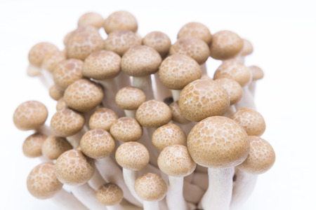 Brown beech mushrooms ( Buna Shimeji) isolated on whiteの写真素材