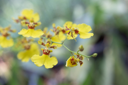 Beautiful wild flower orchid,Oncidium Goldiana , Rare species of wild orchidsの写真素材