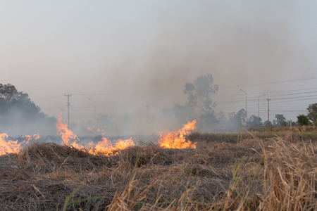 Field on fire, burning dry grass near the highwayの写真素材