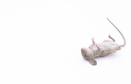 Dead rat isolated on a white background.の写真素材