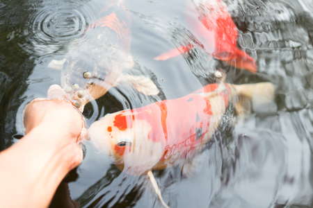 Feeding koi carp by hand (Cyprinus Rubrofuscus)の写真素材