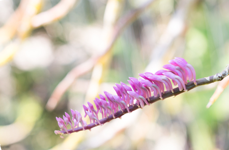 Beautiful wild flower orchid,Dendrobium pulchellum ,Rare species of wild orchidsの写真素材