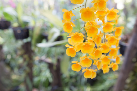 Beautiful wild flower orchid,Dendrobium lindleyi Steud ,Rare species of wild orchidsの写真素材