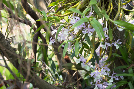 Beautiful wild flower orchid,Dendrobium pulchellum ,Rare species of wild orchidsの写真素材