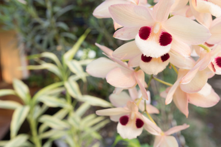 Beautiful wild flower orchid,Dendrobium pulchellumの写真素材