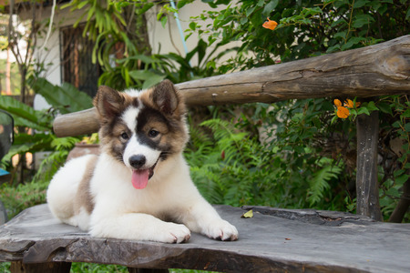 cute thai bangkaew dog puppiesの写真素材