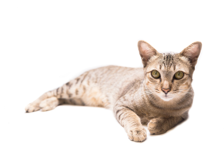 Cat isolate on white backgroundの写真素材